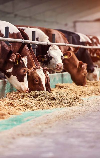 cows-in-a-farm-dairy-cows-in-a-farm-resize.jpg